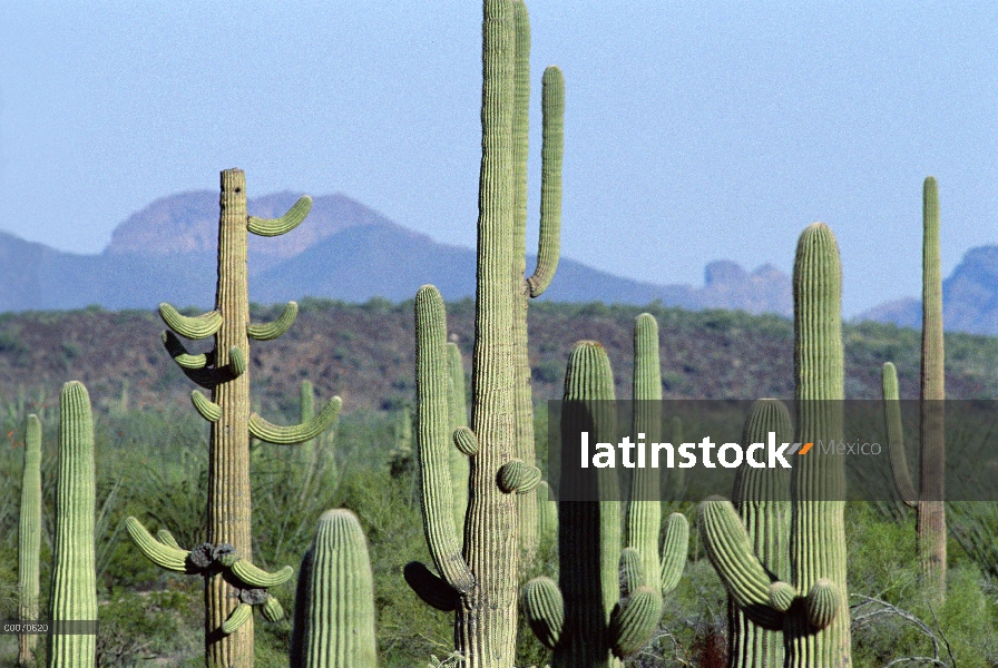 Campo de cactus Saguaro (Carnegiea gigantea), órgano de la pipa Cactus monumento nacional, Arizona