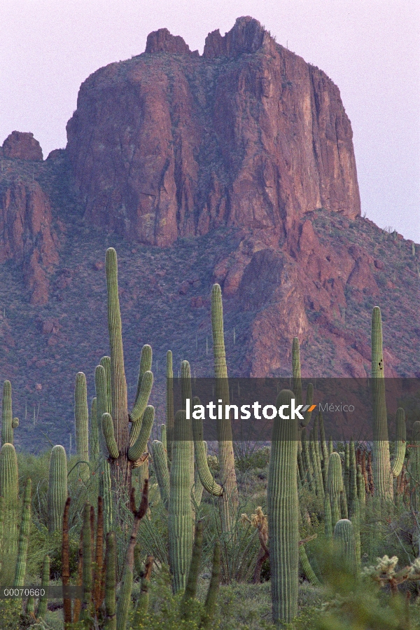 Arizona cactus y butte, órgano Pipe Cactus National Monument, Sahuaro (Carnegiea gigantea)