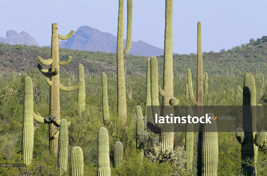 Campo de cactus Saguaro (Carnegiea gigantea), órgano de la pipa Cactus monumento nacional, Arizona