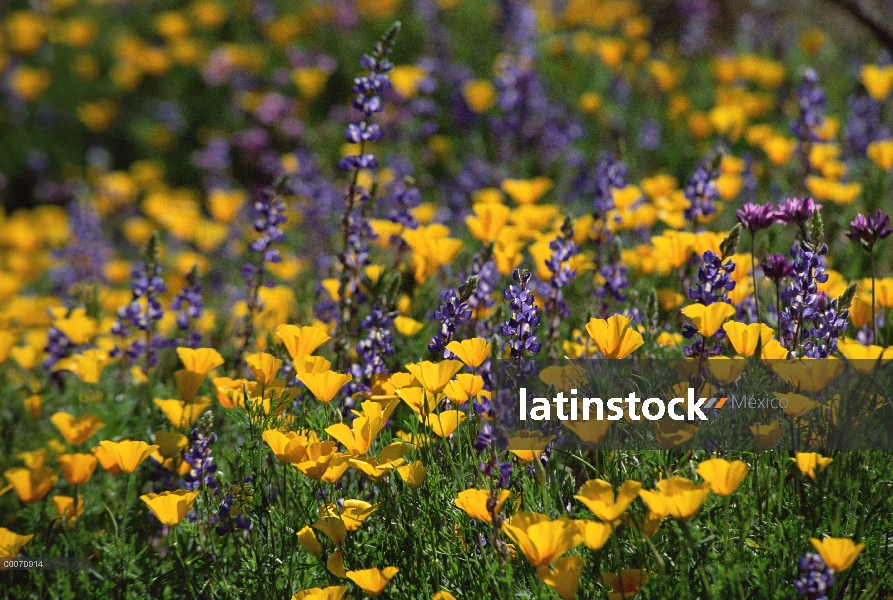 Amapola de oro mexicana (Eschscholzia glyptosperma) y el altramuz (Lupinus sp) Prado, órgano Pipe Ca