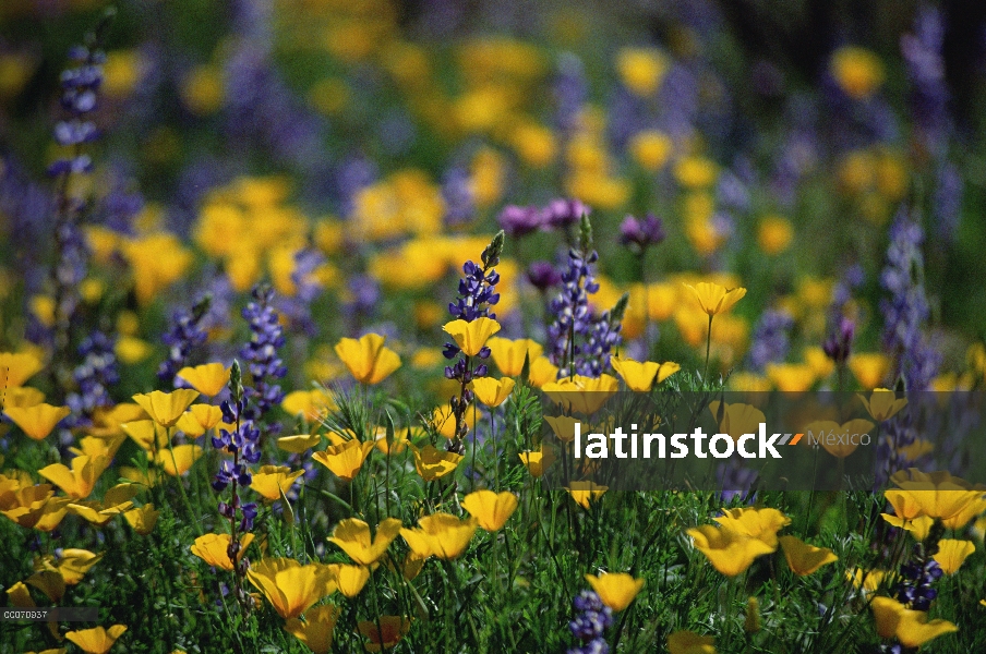 Amapola de oro mexicana (Eschscholzia glyptosperma) y el altramuz (Lupinus sp) Prado, órgano Pipe Ca