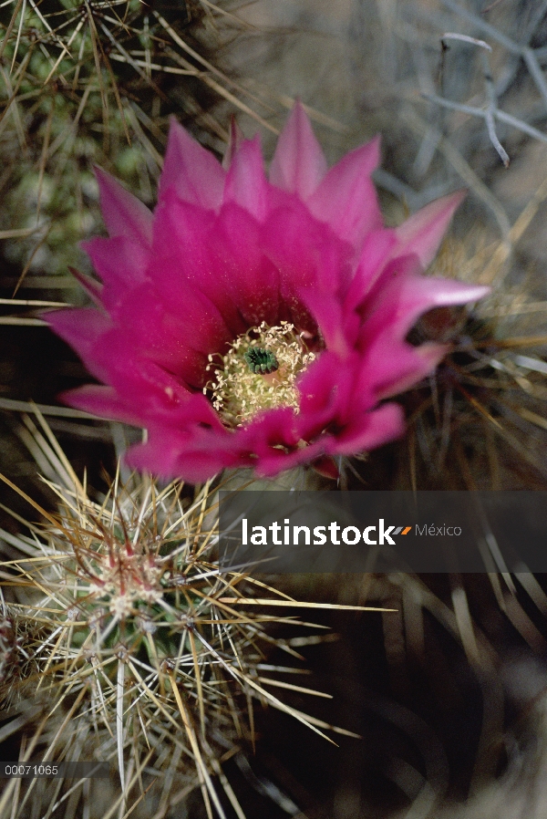 Floración de cactus, Monumento Nacional de órgano de tubo, Arizona