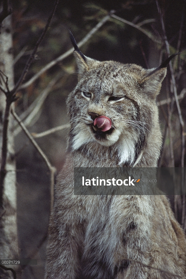 Lince del Canadá (Lynx canadensis) lamiendo sus labios, América del norte