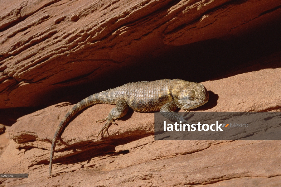 Lagarto espinoso (Sceloporus magister) sol en Arizona de la roca, monumento nacional monumento Valle