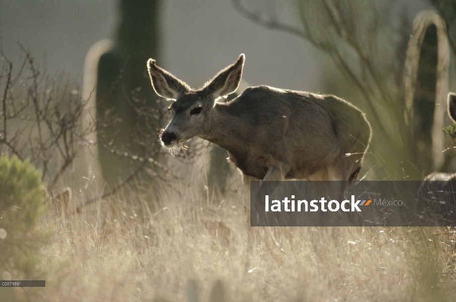 Venado bura (Odocoileus hemionus) mujer caminando por la hierba alta, Monumento Nacional de Saguaro,