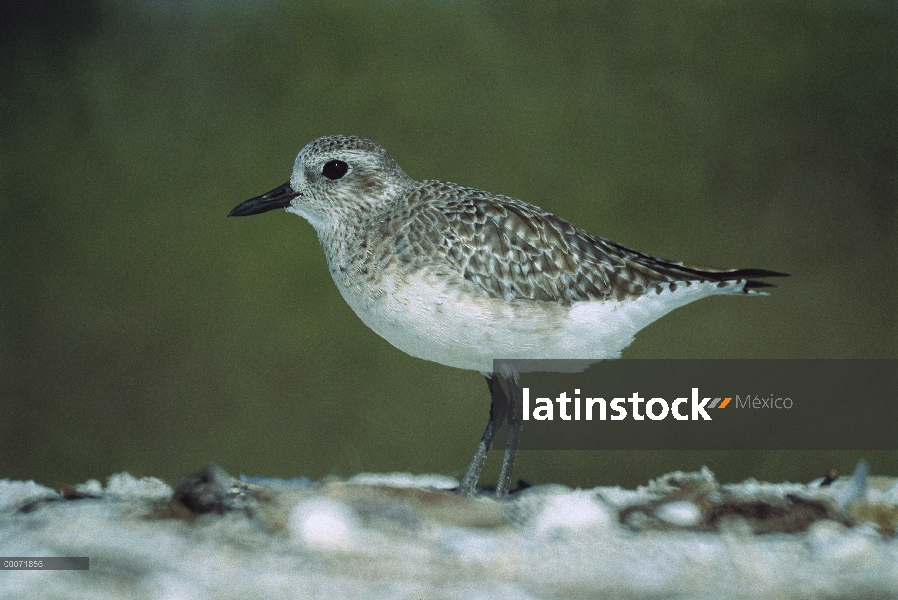 Chorlo vientre negro (Pluvialis squatarola) en plumaje de invierno, la Florida