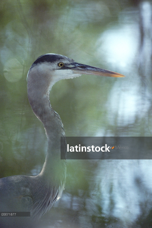 Retrato de la gran garza azul (Ardea herodias), isla de Sanibel, Florida