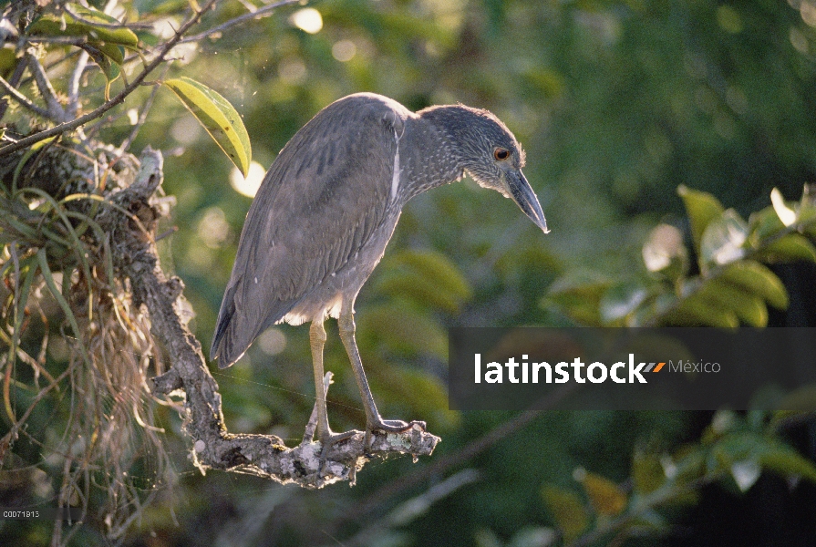 Amarillo-coronado martinete (Nyctanassa violacea), Florida