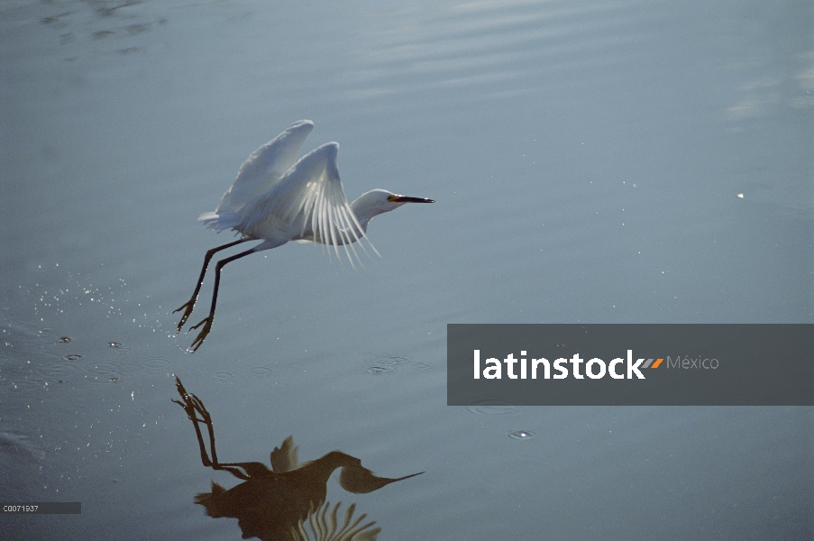 Garceta Blanca (Egretta thula) volando sobre el agua, Ding Darling National Wildlife Refuge, isla de