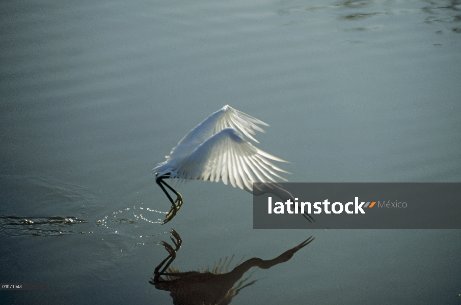 Garceta Blanca (Egretta thula) volando sobre el agua, captura de alimento en el ala, Ding Darling Na