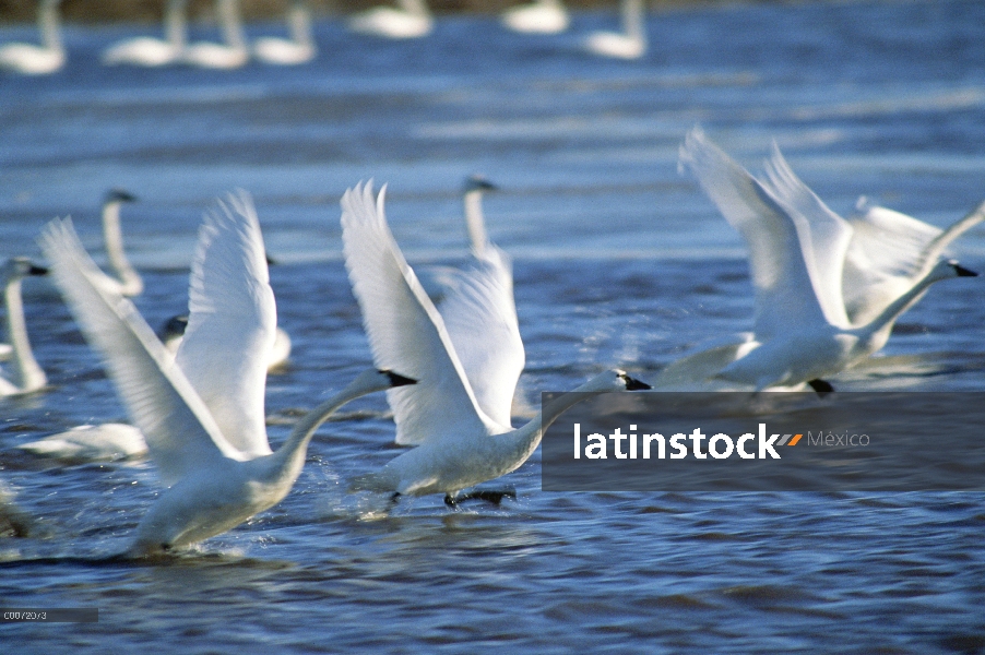 Rebaño de cisne (Cygnus columbianus) Tundra despegaba de lago, Reserva Nacional de vida silvestre de