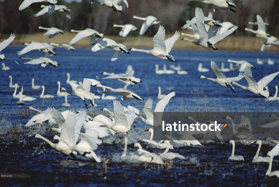 Cisne silbador (Cygnus columbianus) acuden en erupción vuelo lago, Refugio Nacional de vida silvestr