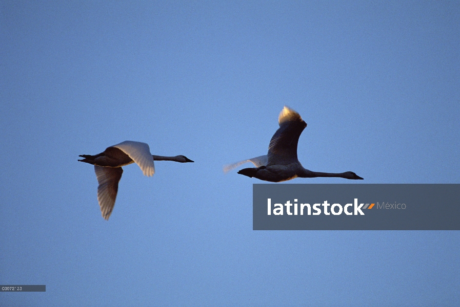 Tundra Swan (Cygnus columbianus) par volar, Mattamuskeet Reserva Nacional de vida silvestre, Carolin