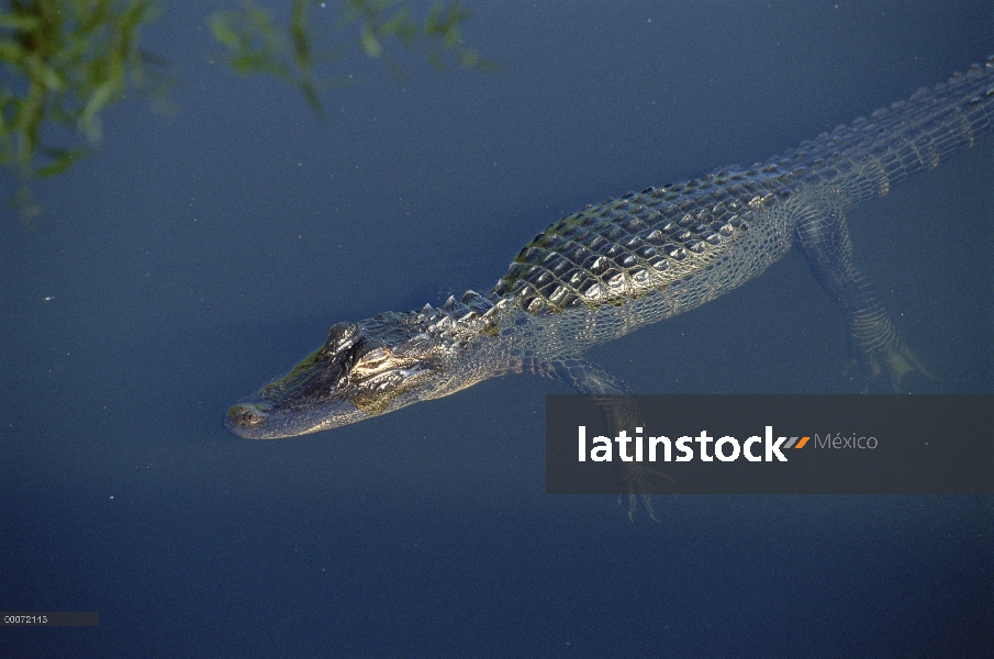 Jóvenes del Aligátor Americano (Alligator mississippiensis) sumergido, Parque Nacional Everglades, F