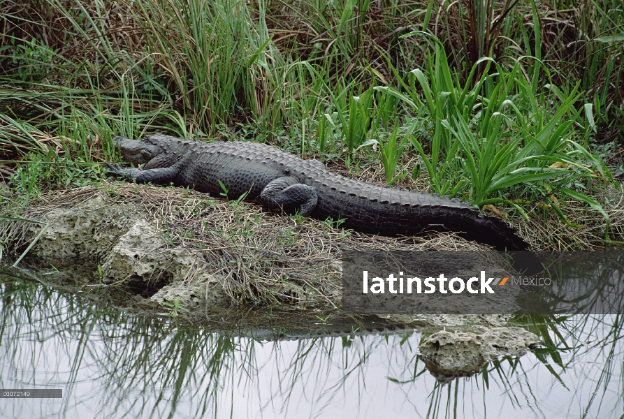 Aligátor Americano (Alligator mississippiensis) en la orilla del agua, Parque Nacional Everglades, F