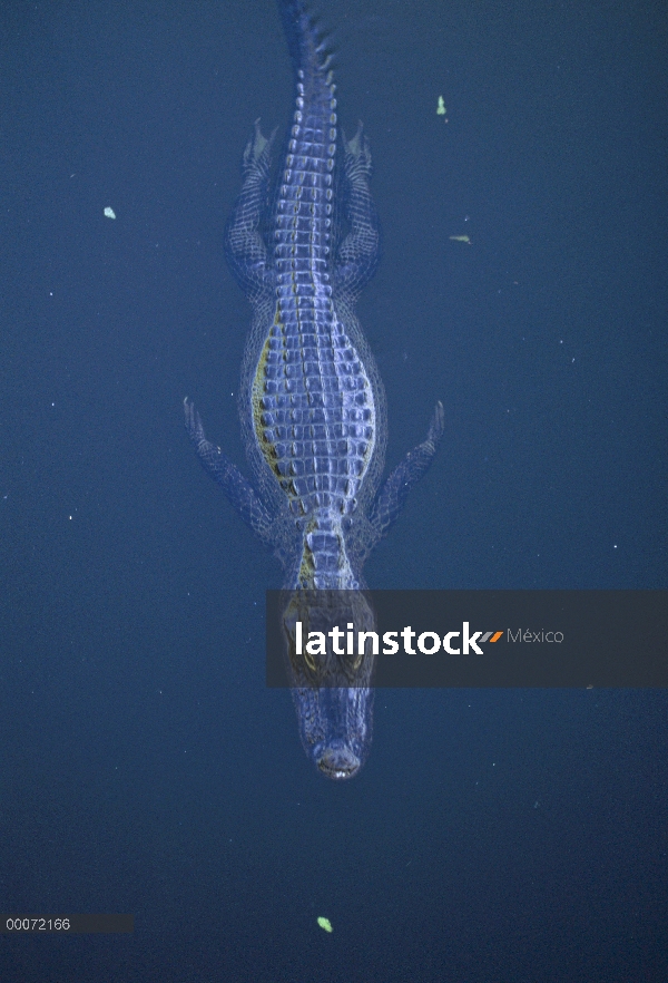 Aligátor Americano (Alligator mississippiensis) flotando en la superficie del agua, Parque Nacional 