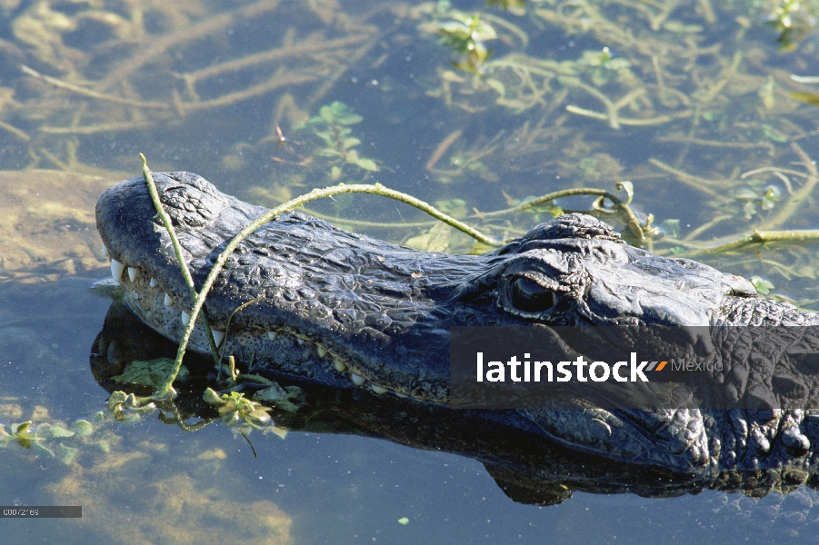 Aligátor Americano (Alligator mississippiensis), Parque Nacional Everglades, Florida