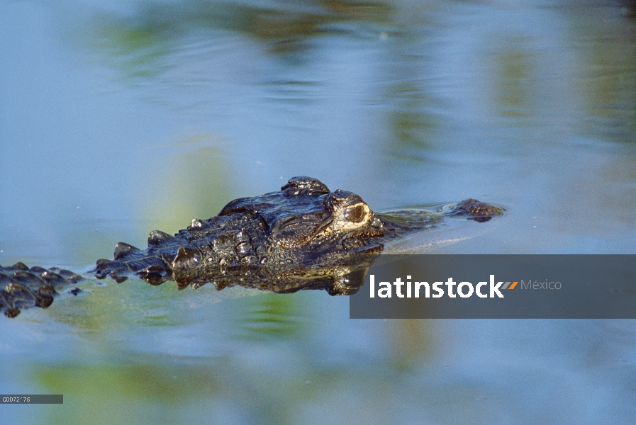 Aligátor Americano (Alligator mississippiensis) flotando en la superficie del agua, Parque Nacional 