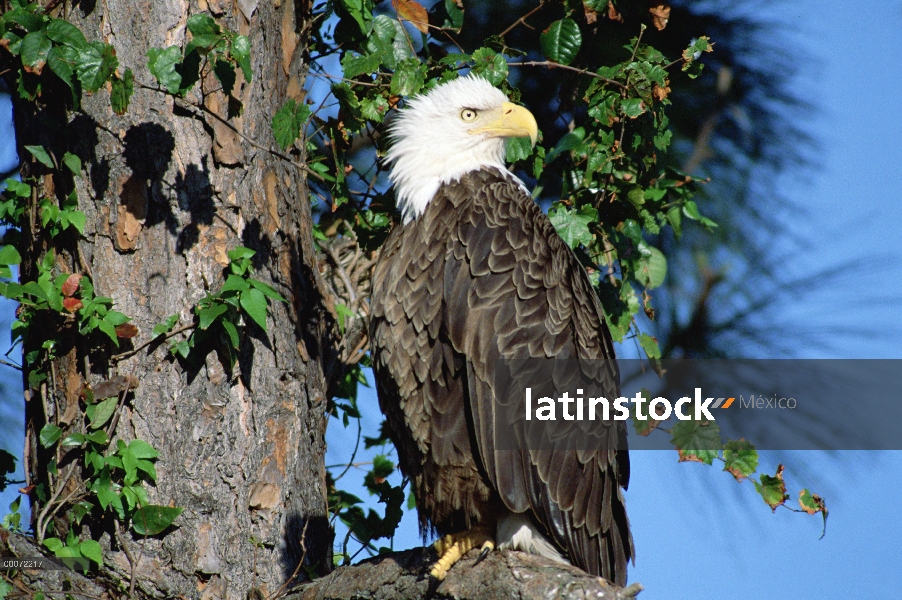 Águila calva (Haliaeetus leucocephalus) en el árbol, Reserva Nacional de vida silvestre de Mattamusk