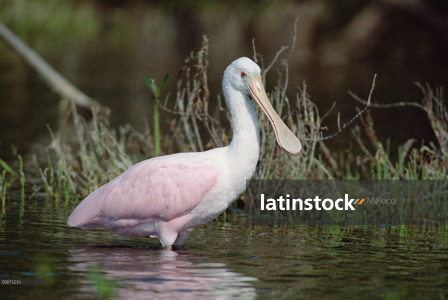 Espátula rosada (Platalea ajaja) en humedales, Florida