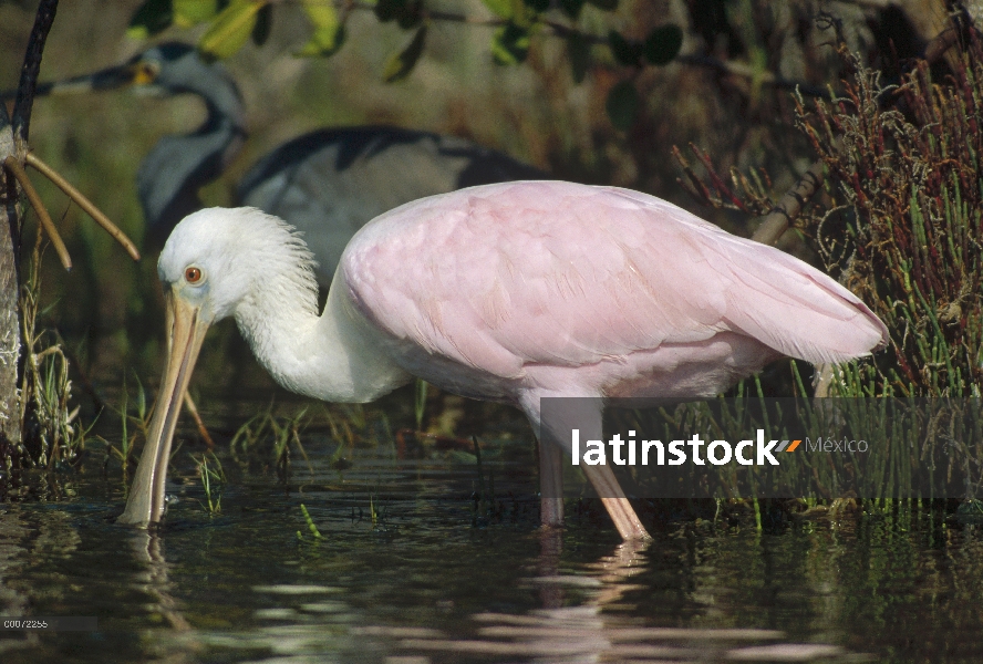 Espátula rosada (Platalea ajaja) alimentándose en un humedal, la Florida