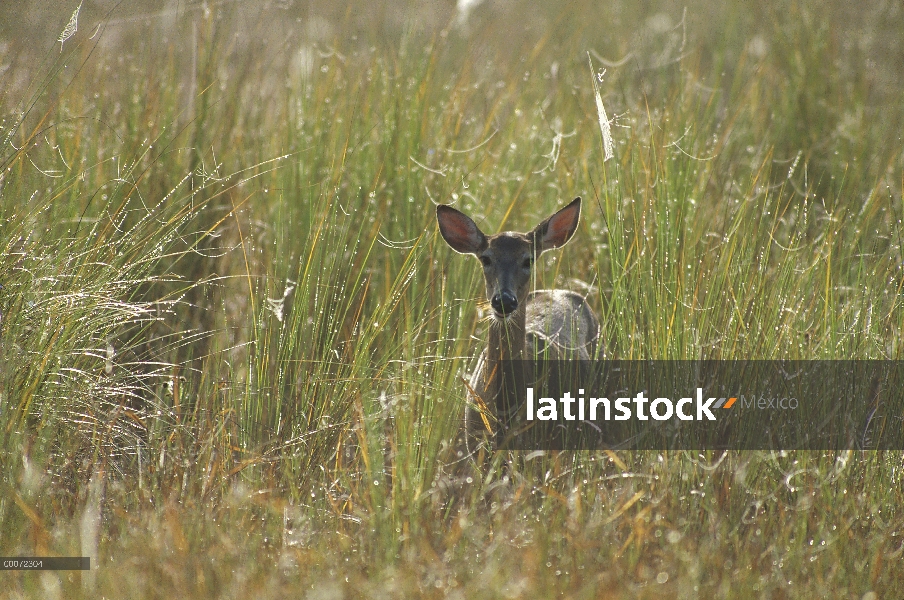 Mujer clave ciervos (Odocoileus virginianus clavium) en hierba húmeda, pantano del sacacorchos, Flor