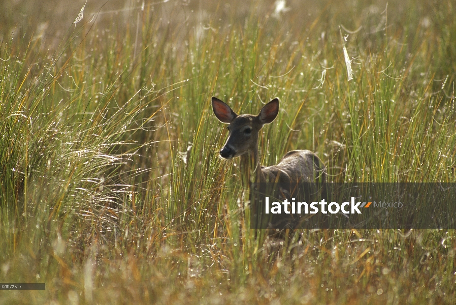 Mujer clave ciervos (Odocoileus virginianus clavium) en hierba húmeda, pantano del sacacorchos, Flor