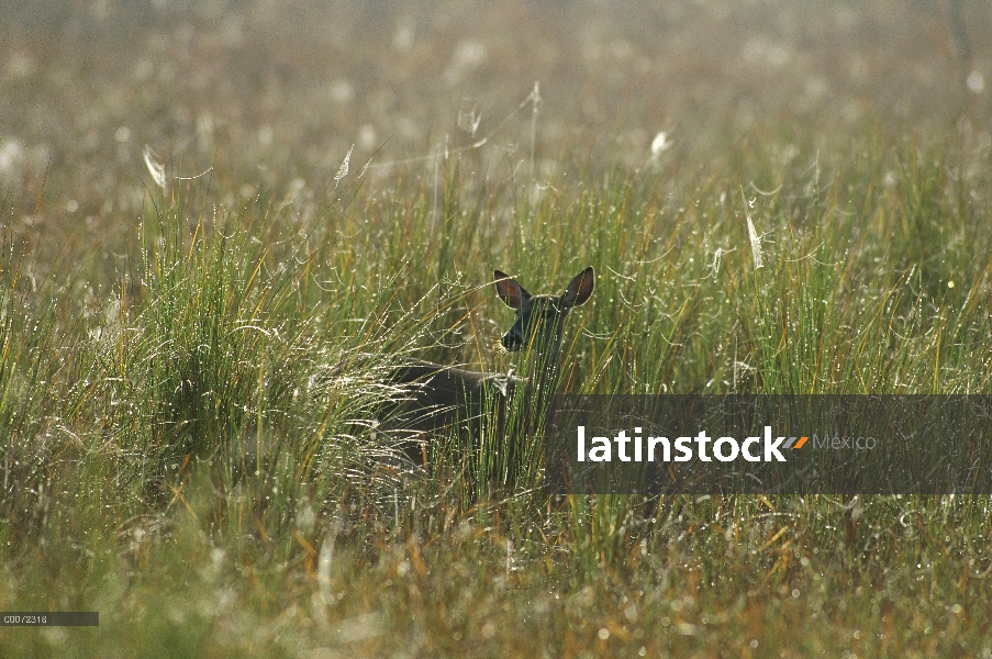 Mujer clave ciervos (Odocoileus virginianus clavium) en hierba húmeda, pantano del sacacorchos, Flor