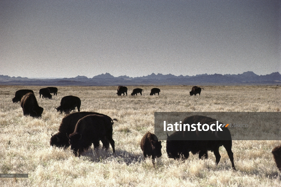 Bisonte americano (bisonte del bisonte) rebaño de pastoreo en pradera, Dakota del sur