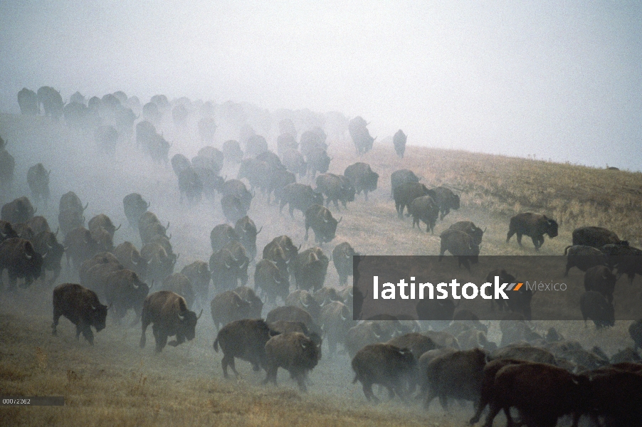 Bisonte americano (Bison bison) de la manada en estampida, Dakota del sur