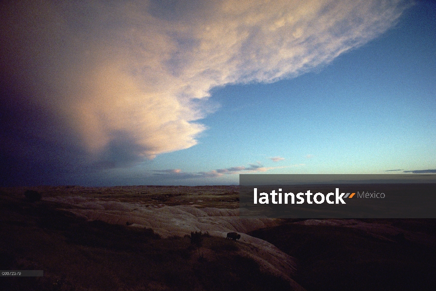 Bisonte americano (bisonte del bisonte) con vistas a tierras baldías al atardecer, Dakota del sur