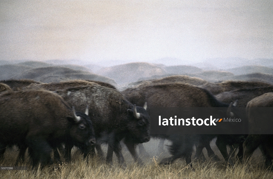 Bisonte americano (Bison bison) de la manada en estampida, América del norte