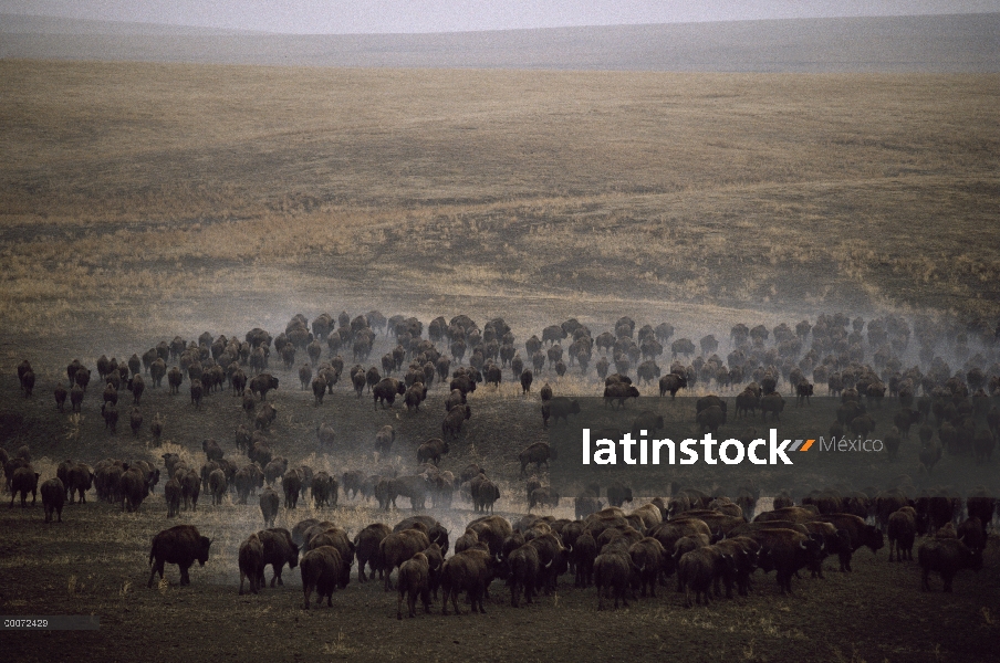 Bisonte americano (Bison bison) de la manada en estampida, Dakota del sur