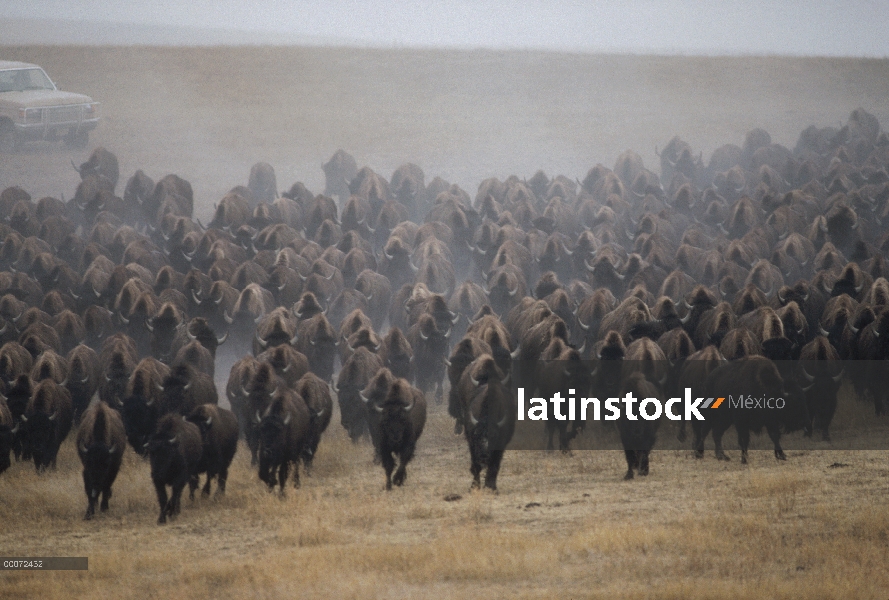 Bisonte americano (Bison bison) de la manada en estampida, Dakota del sur