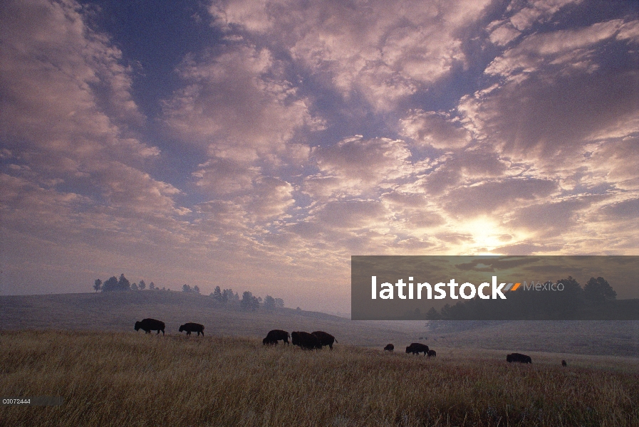 Manada de bisonte americano (bisonte del bisonte) en pradera de pastoreo al atardecer, Dakota del su