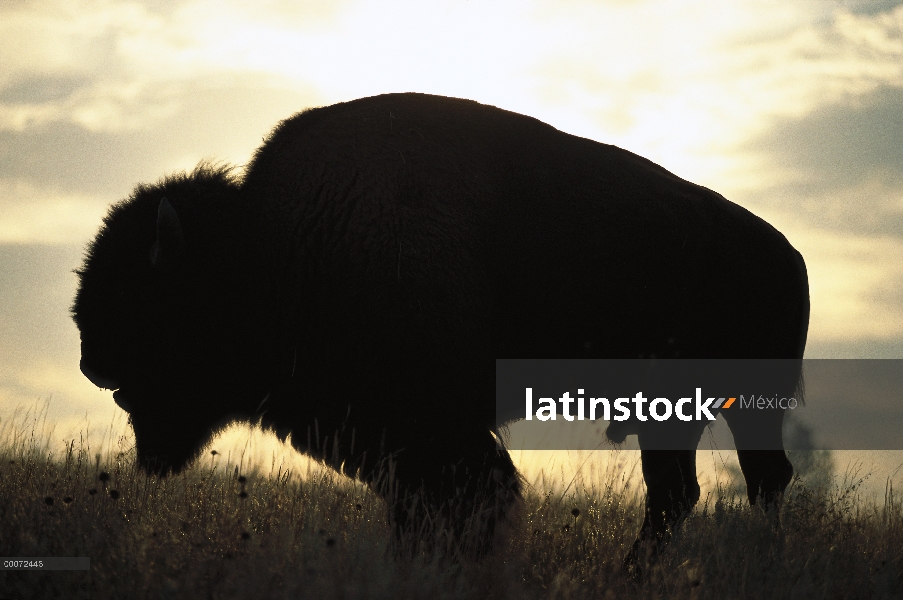 Macho de bisonte americano (bisonte del bisonte) Silueta al atardecer, Dakota del sur