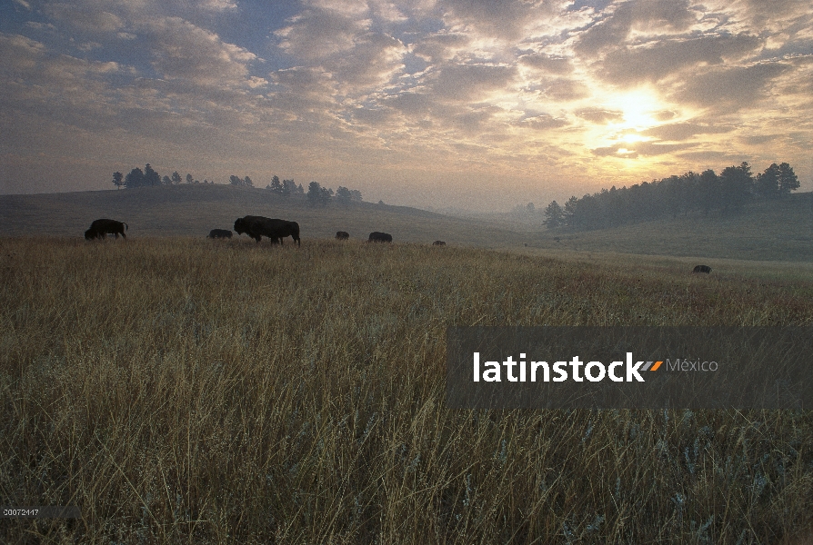 Manada de bisonte americano (bisonte del bisonte) en pradera de pastoreo al atardecer, Dakota del su