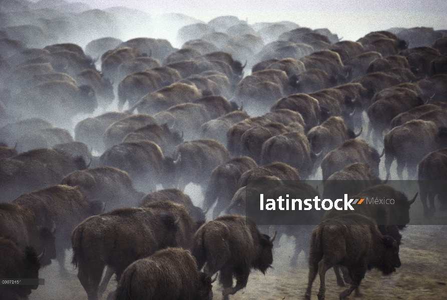 Bisonte americano (Bison bison) de la manada en estampida, Dakota del sur