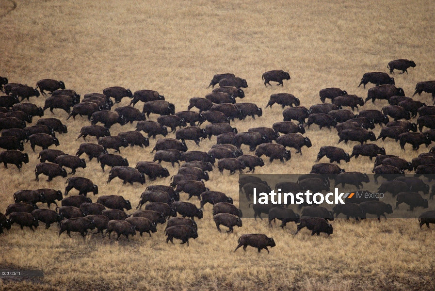 Bisonte americano (Bison bison) de la manada en estampida, Dakota del sur