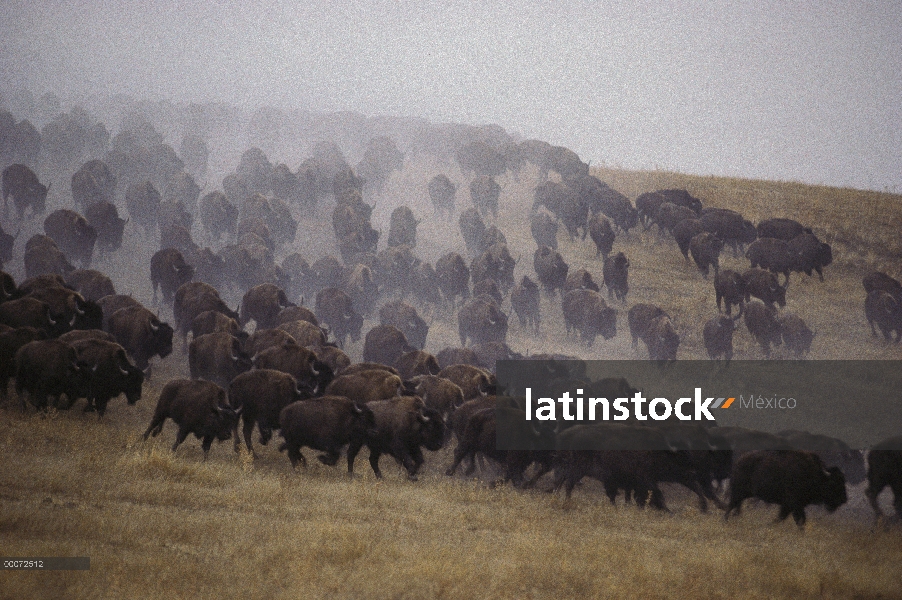 Bisonte americano (Bison bison) de la manada en estampida, Dakota del sur