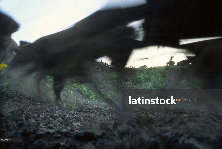 Bisonte americano (bisonte del bisonte) caminando por la pradera, Dakota del sur