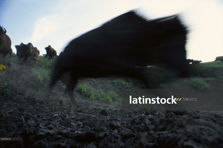 Bisonte americano (bisonte del bisonte) en ejecución, Dakota del sur