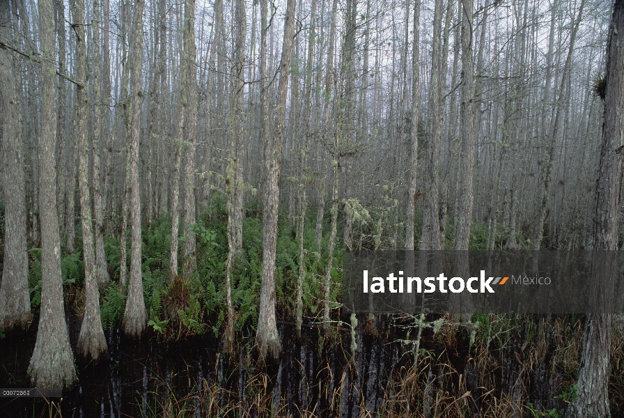 Árboles de ciprés calvo (Taxodium distichum) en pantano del sacacorchos, Parque Nacional Everglades,