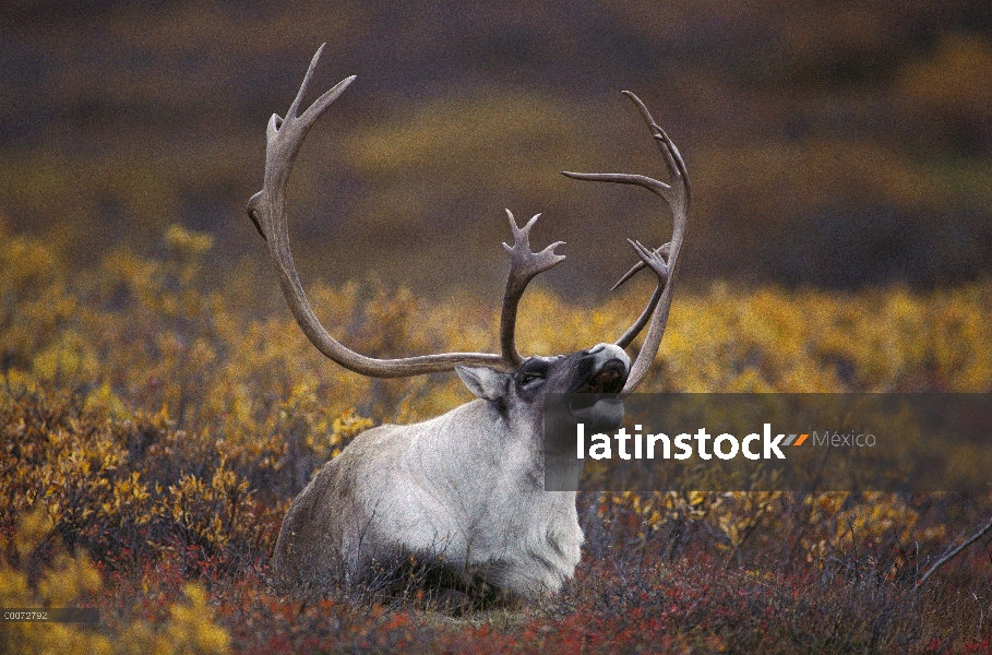 Hombre de caribú (Rangifer tarandus) llamar, Alaska