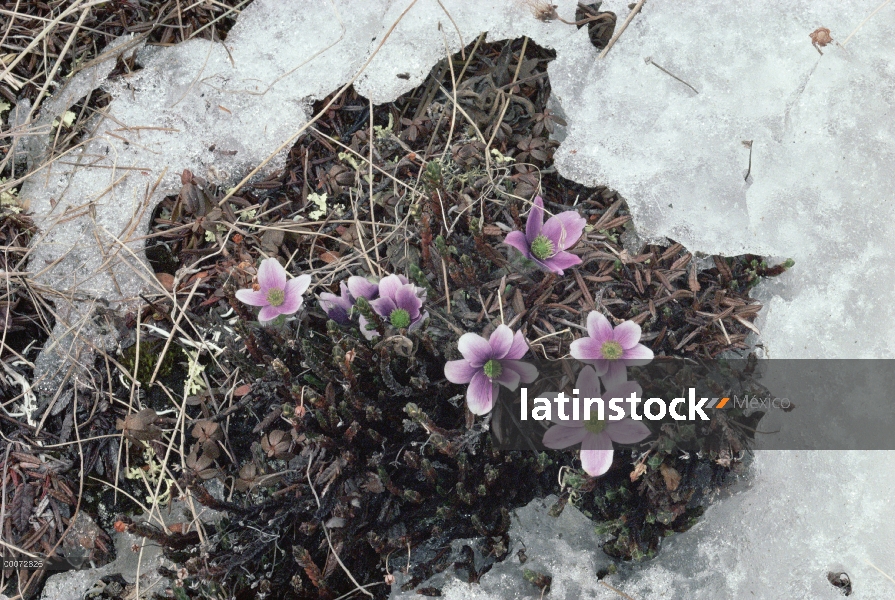 Flores de la tundra crecen a través de la fusión de nieve, ártica Alaska