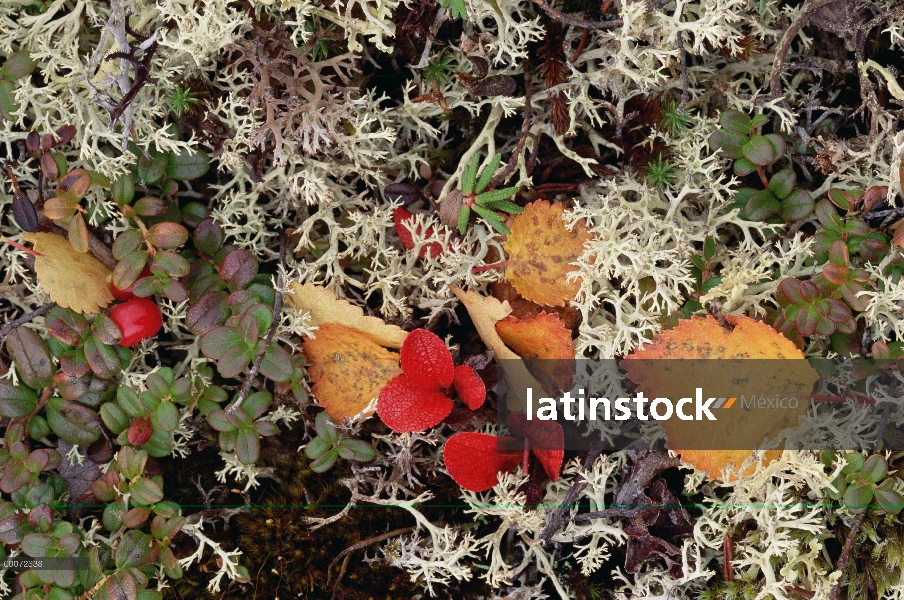 Detalle del liquen de la tundra, Alaska