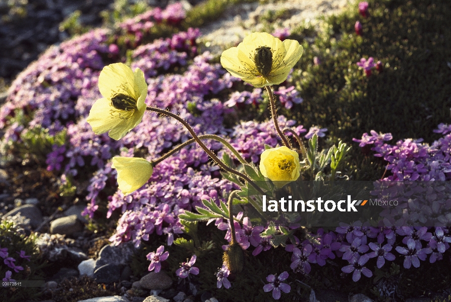 Ártico amapola (Papaver lapponicum) flores y musgo collejas (Silene acaulis) en tundra, Alaska