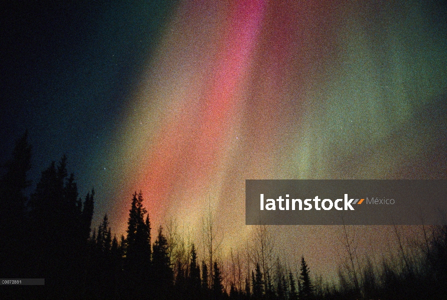 Aurora Boreal sobre bosque, Alaska