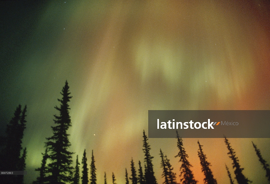 Aurora Boreal sobre bosque, Alaska