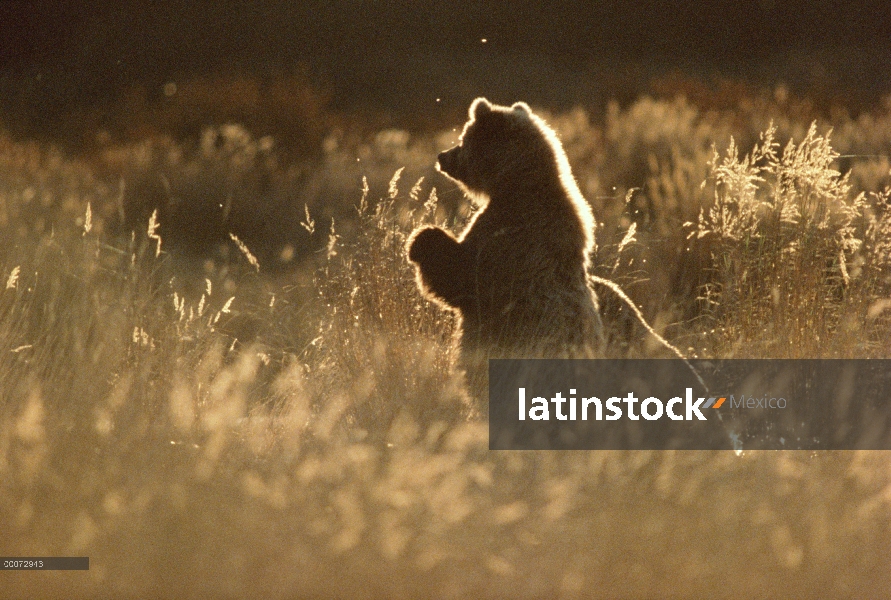 Oso Grizzly (Ursus arctos horribilis) retroiluminado en hierba de otoño, Alaska